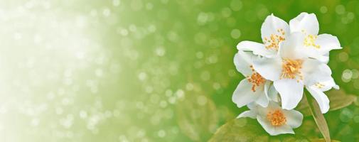 White jasmine The branch delicate spring flowers photo