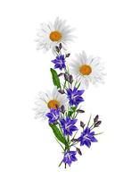 daisies summer white flower isolated on white background photo