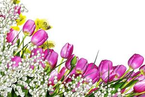 tulips flowers isolated on white background photo