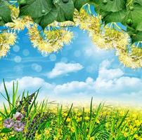 paisaje de verano con flores de campo sobre un fondo de cielo azul y nubes foto