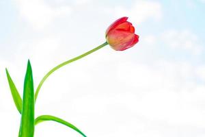 Bright and colorful flowers tulips photo