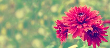 Colorful chrysanthemum flowers on a background of the autumn landscape photo