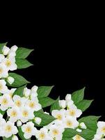 branch of jasmine flowers isolated on black background. spring photo