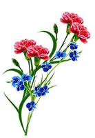 Bouquet of flowers carnation  isolated on white background. photo