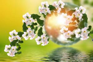 Spring landscape. Blossoming branch apple. nature photo