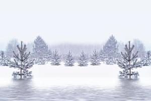 Frozen winter forest with snow covered trees. photo