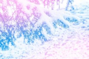 Frozen winter forest with snow covered trees. photo