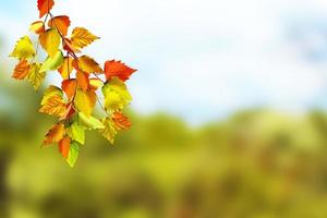 paisaje de otoño hermosas hojas de otoño. otoño de oro. foto