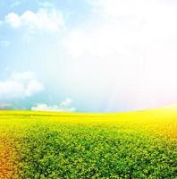 paisaje de verano. berro de invierno de flores amarillas. violación foto