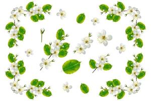 Flowering branch of cherry isolated on a white background. photo