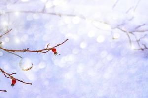 Frozen berries of red briar photo