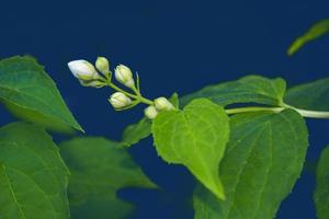 White jasmine The branch delicate spring flowers photo