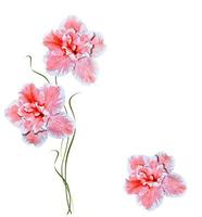 Flower azalea isolated on white background. photo