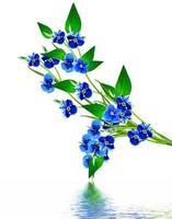 forget-me-flower isolated on white background photo