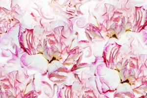 abstract background of flowers carnation photo