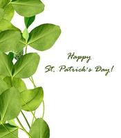 leaf clover on white background photo