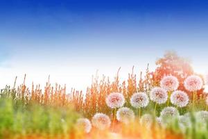 Fluffy dandelion flower against the background of the summer landscape. photo