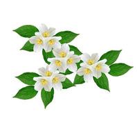 White jasmine flower. photo