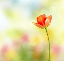 Spring landscape. beautiful spring flowers tulip photo