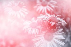 Colorful chrysanthemum flowers on a background of the autumn landscape photo