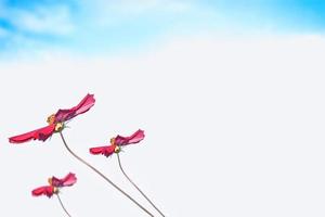 Colorful cosmos flowers on a background of summer landscape. photo