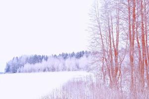 Frozen winter forest with snow covered trees. photo