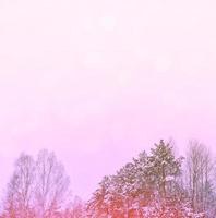 bosque en la escarcha. paisaje de invierno árboles cubiertos de nieve. foto