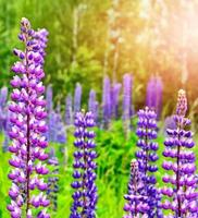 Summer landscape with beautiful bright lupine flowers photo