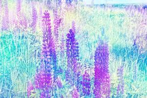 Summer landscape with beautiful bright lupine flowers photo