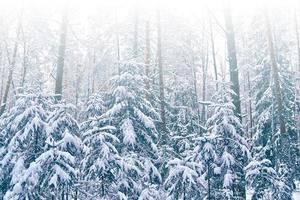 bosque de invierno congelado con árboles cubiertos de nieve. foto