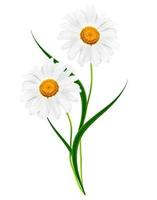 daisies summer white flower isolated on white background photo