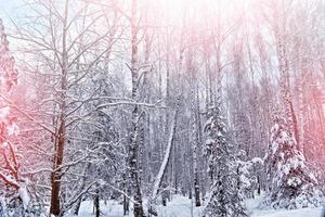 bosque en la escarcha. paisaje de invierno árboles cubiertos de nieve. foto