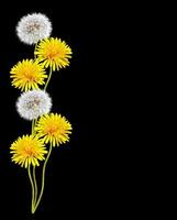 Dandelion on a black background photo