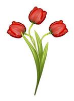 spring flowers tulips isolated on white background photo