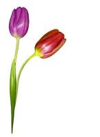 spring flowers tulips isolated on white background photo