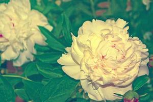 Colorful peony flowers photo