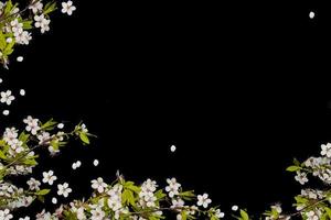 Flowering branch of cherry isolated on a black background. photo