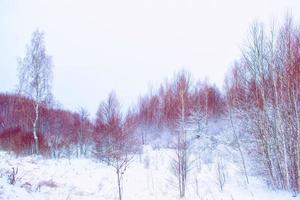 bosque de invierno congelado con árboles cubiertos de nieve. foto