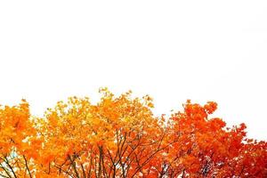 Bright colorful autumn leaves photo