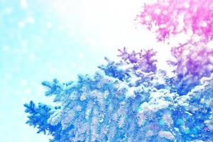 Frozen winter forest with snow covered trees. photo