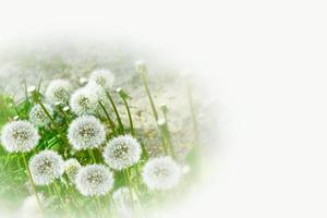 Fluffy dandelion flower against the background of the summer landscape. photo