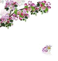 branch of cherry blossoms isolated on white background. photo