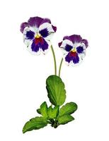 Pansy Violet with Green Leaves on white background photo