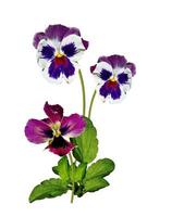 Pansy Violet with Green Leaves on white background photo