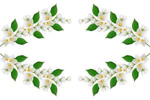 branch of jasmine flowers isolated on white background photo