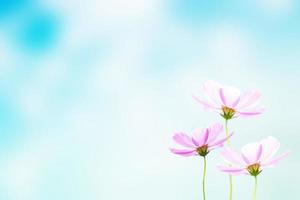 Colorful cosmos flowers on a background of summer landscape. photo