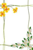 branch of jasmine flowers isolated on white background. spring photo