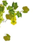 The branch of grapes isolated on white background. photo