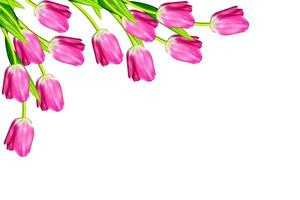 spring flowers tulips isolated on white background. photo