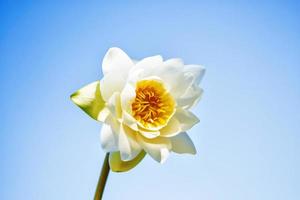 White bright and colorful flower water lily. photo